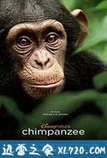 黑猩猩 Chimpanzee (2012)